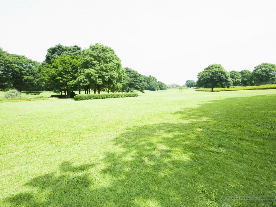 Trees_in_Green_field_JA106_photo