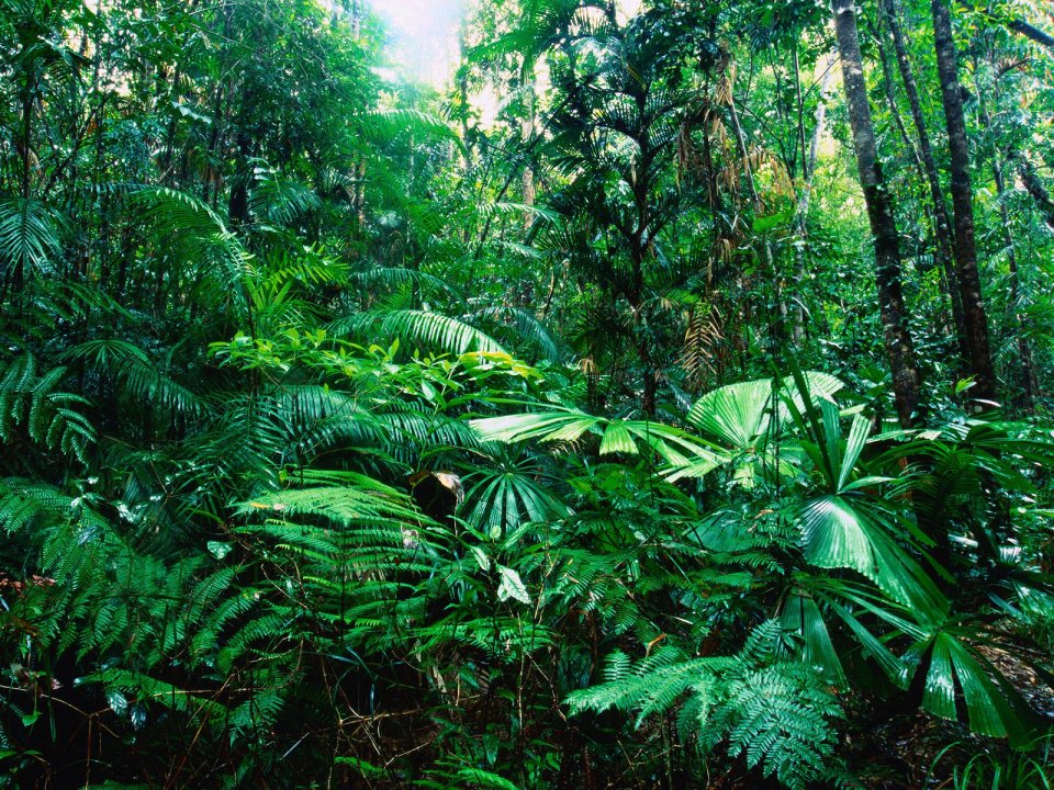Tropical_Rainforest_Lacey_Creek_Queensland_Australia