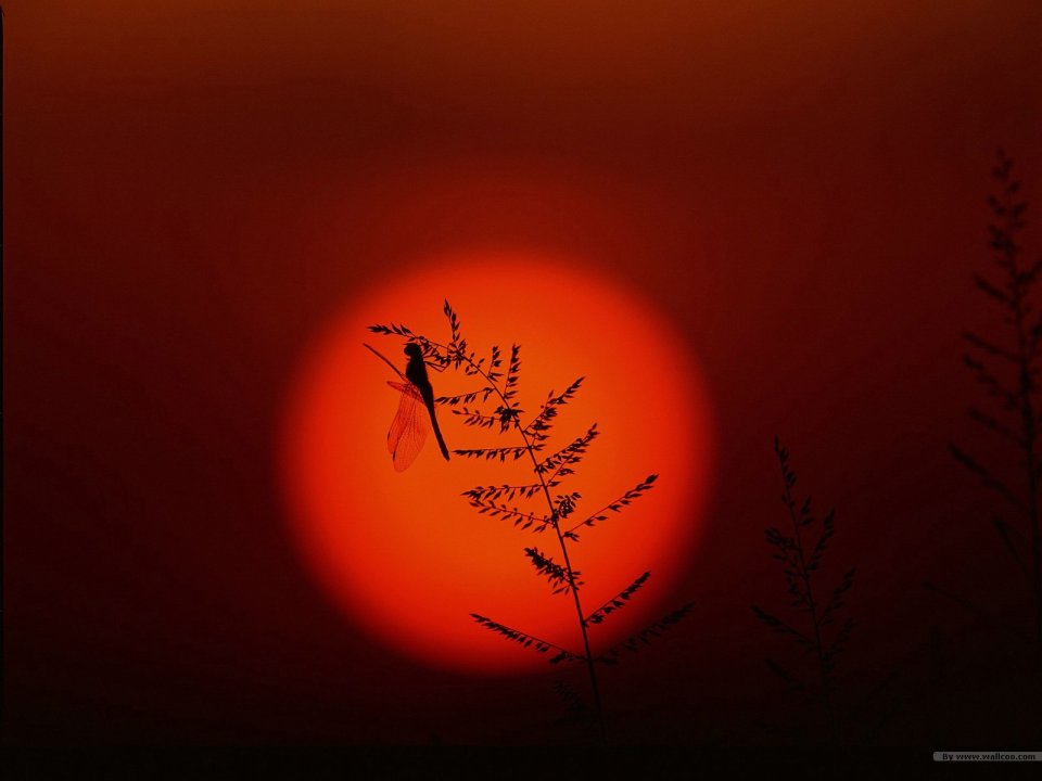 Dragonfly Silhouette At Sunset