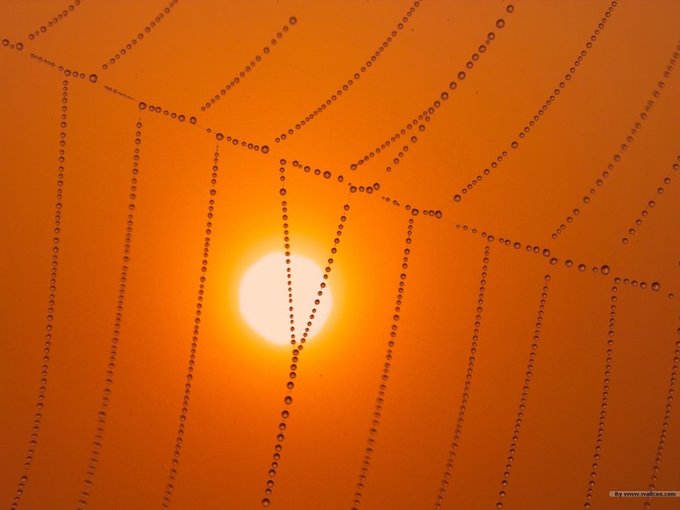 夕阳下的露珠蜘蛛网