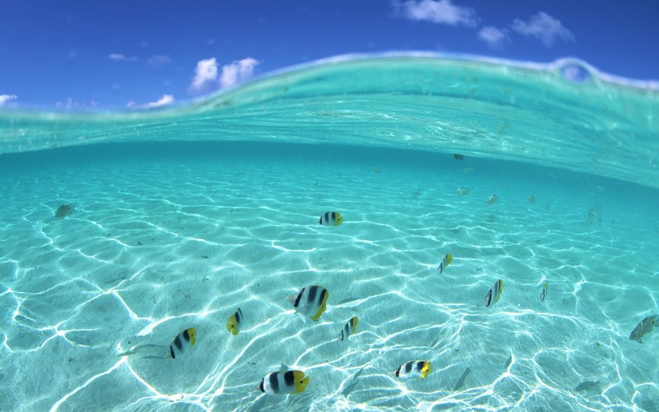 underwater_fish_in_Hawaii_JY067_350A