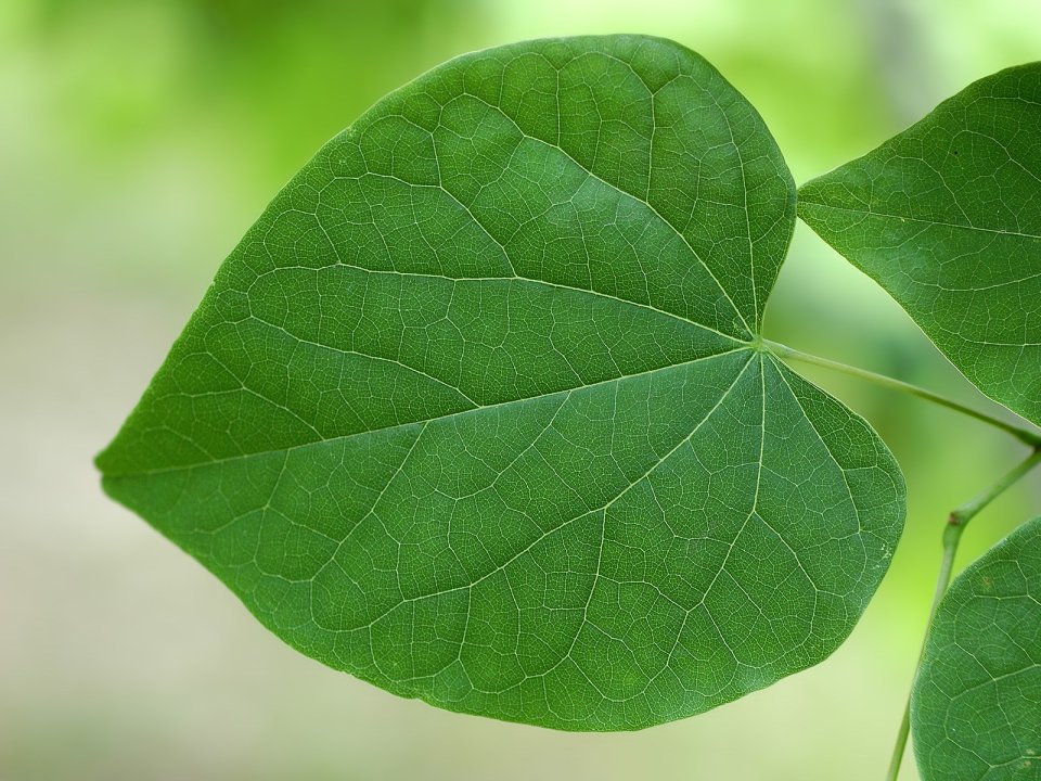 Veins