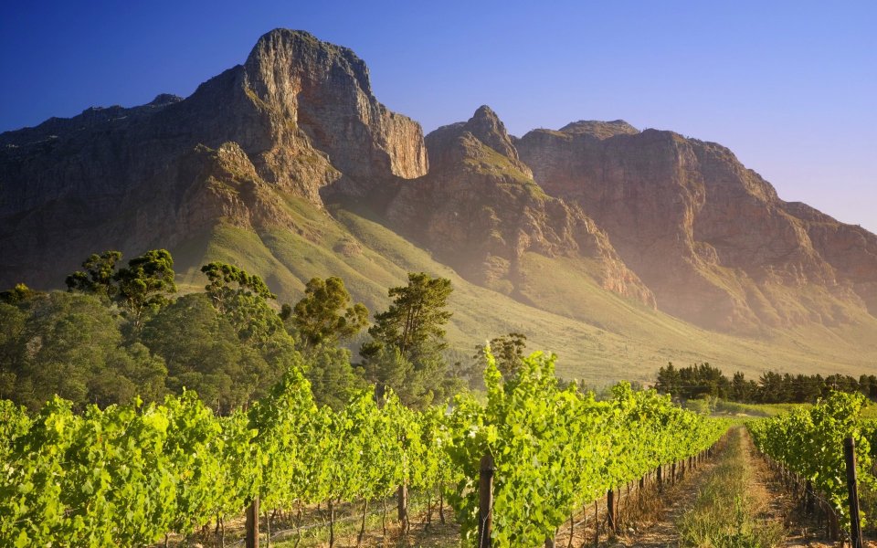 Vineyard in Franschhoek, South Africa