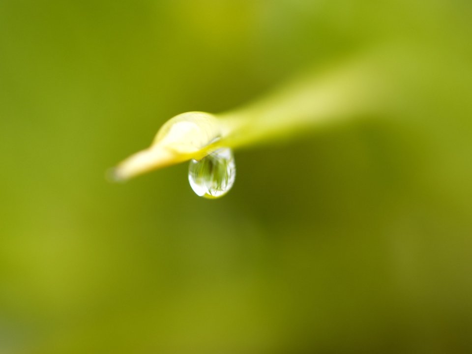 Vista_plant_wallpaper_vplants10_002