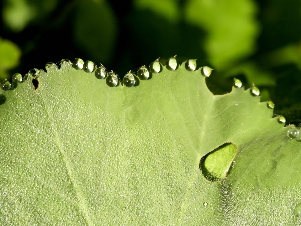 Vista_plant_wallpaper_vplants10_003