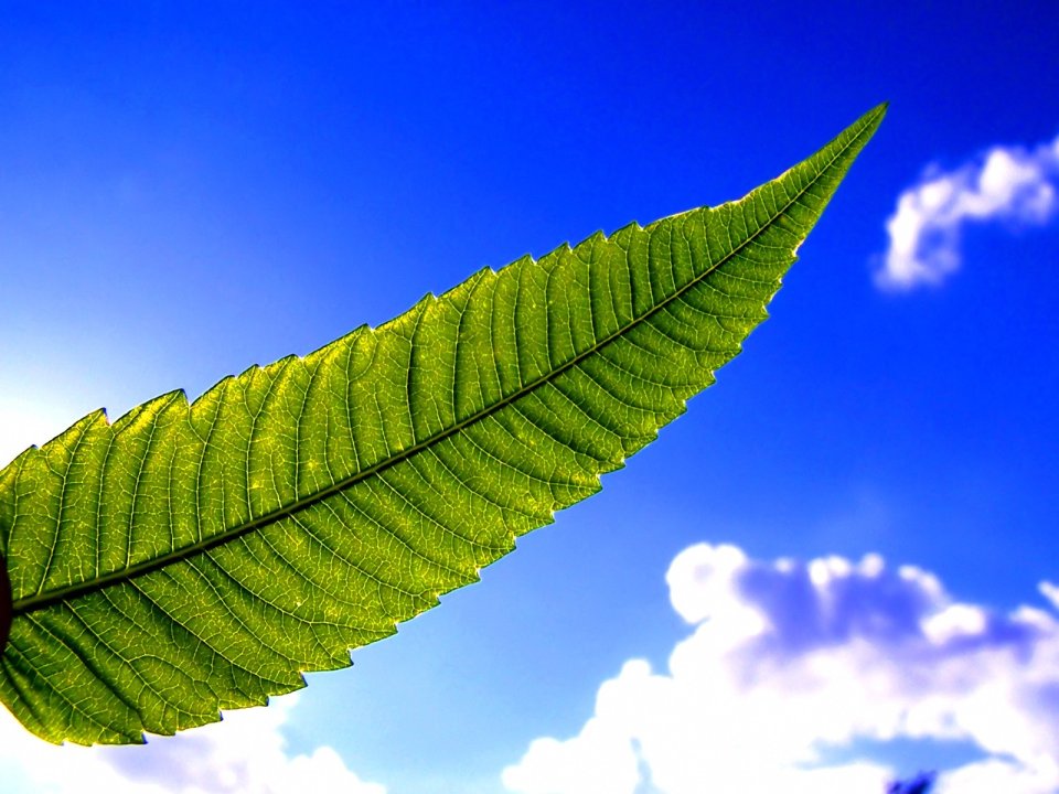 Vista_plant_wallpaper_vplants10_006