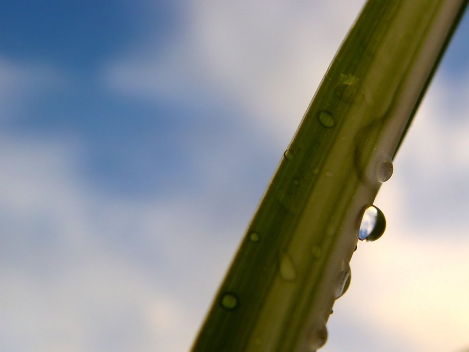 Vista_plant_wallpaper_vplants10_008