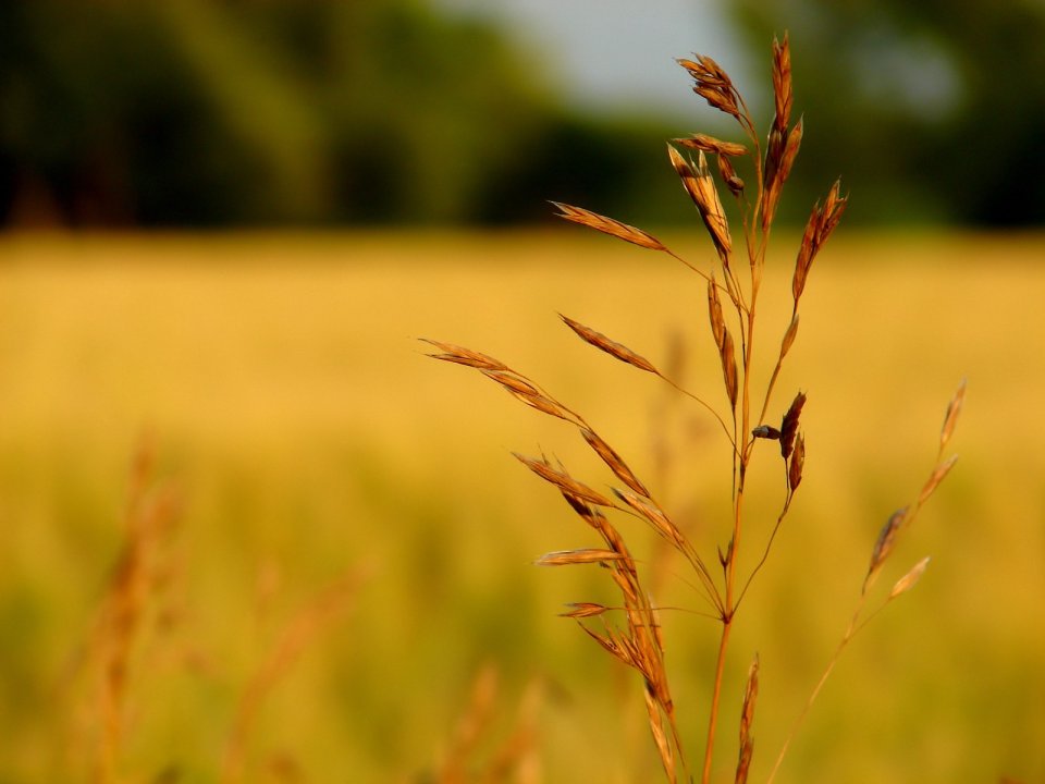 Vista_plant_wallpaper_vplants10_010