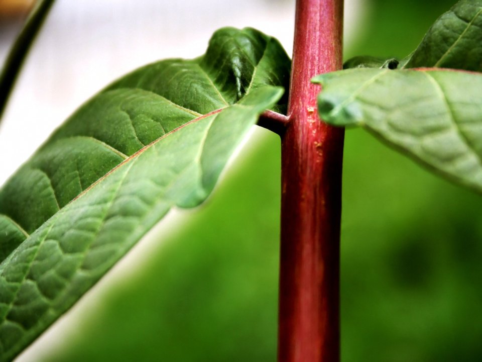 Vista_plant_wallpaper_vplants10_012