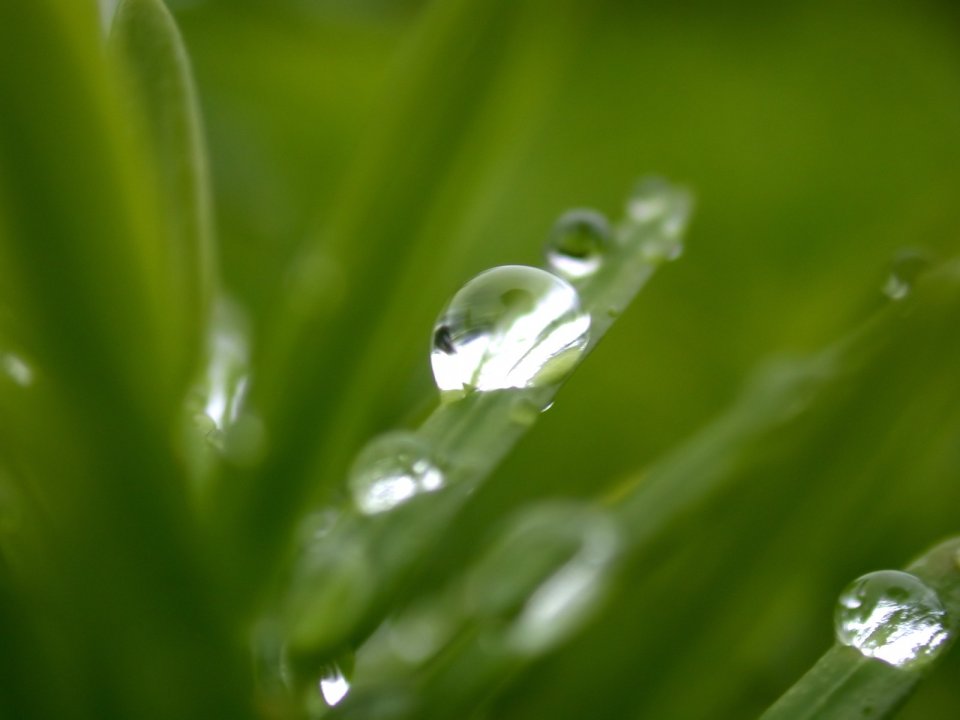 Vista_plant_wallpaper_vplants10_014