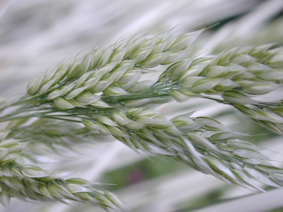 Vista_plant_wallpaper_vplants10_015