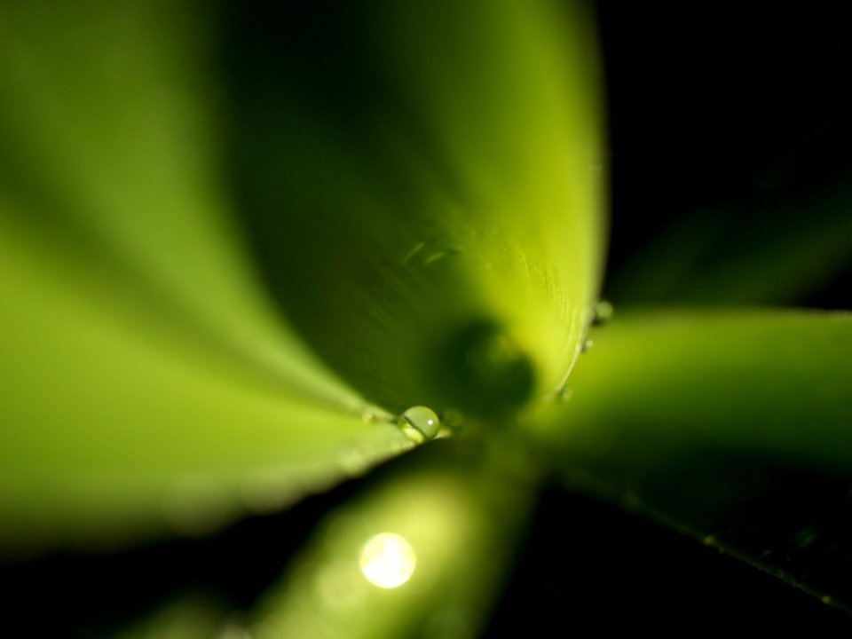 Vista_plant_wallpaper_vplants10_017
