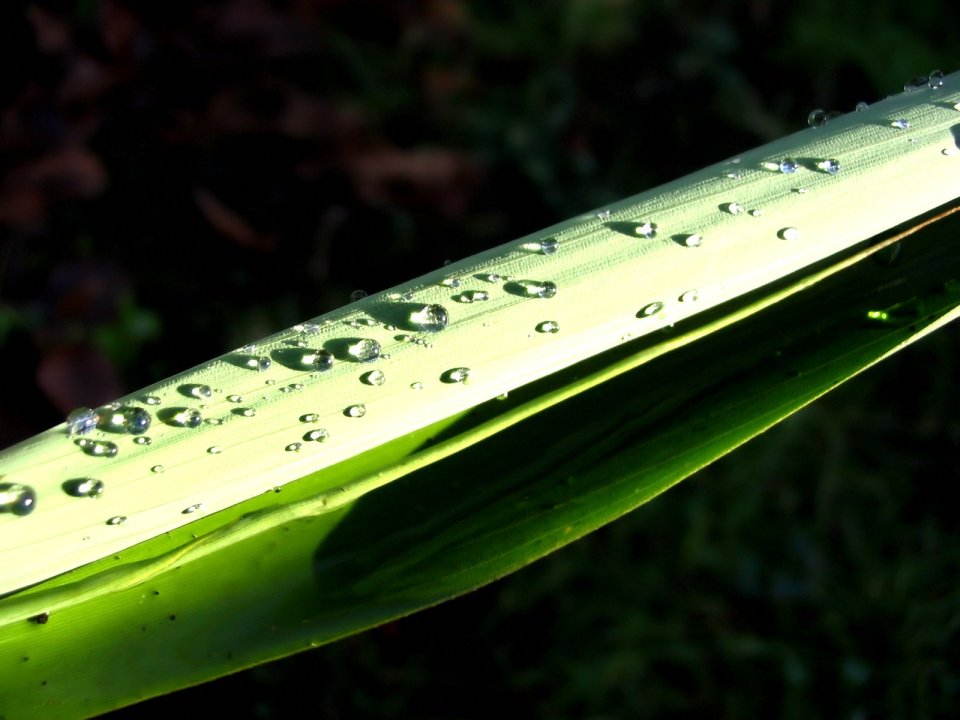 Vista_plant_wallpaper_vplants10_018