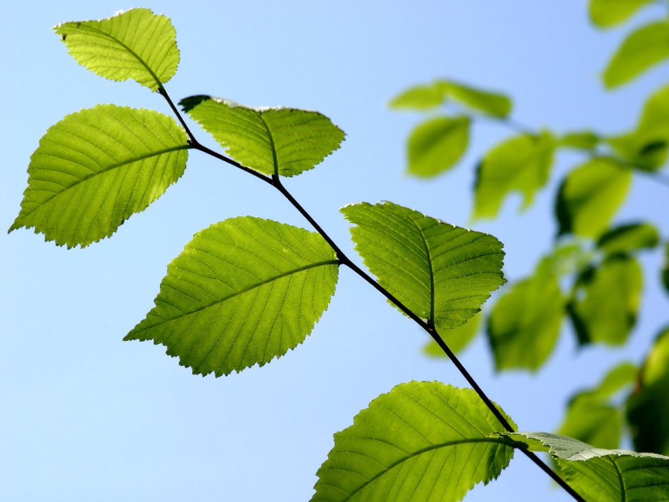 Vista_plant_wallpaper_vplants10_019