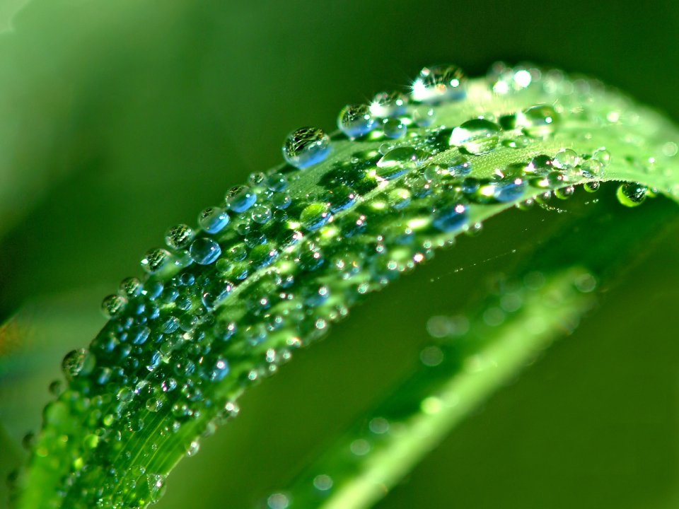 Vista_plant_wallpaper_vplants10_020