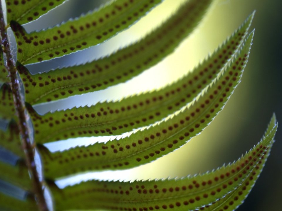 Vista_plant_wallpaper_vplants10_023