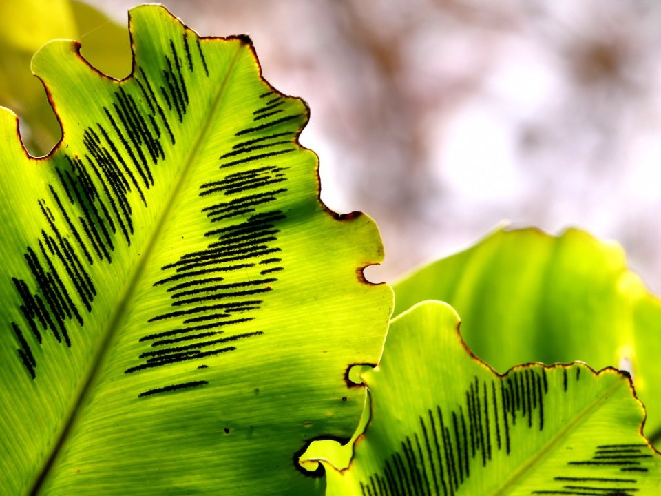 Vista_plant_wallpaper_vplants10_025