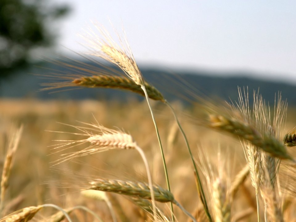 Vista_plant_wallpaper_vplants10_028