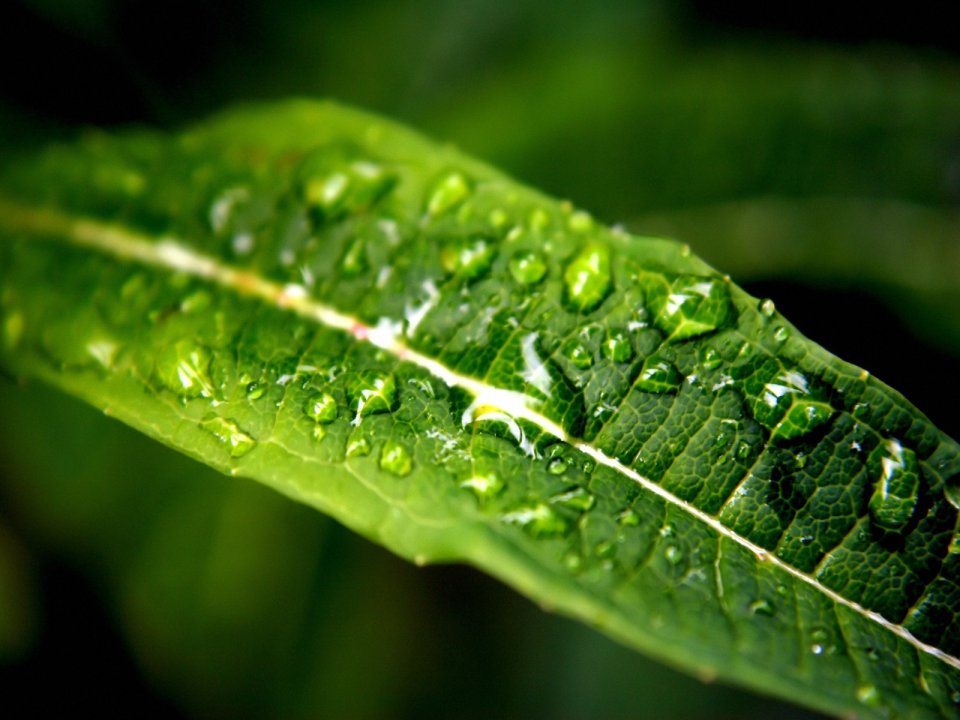 Vista_plant_wallpaper_vplants10_030