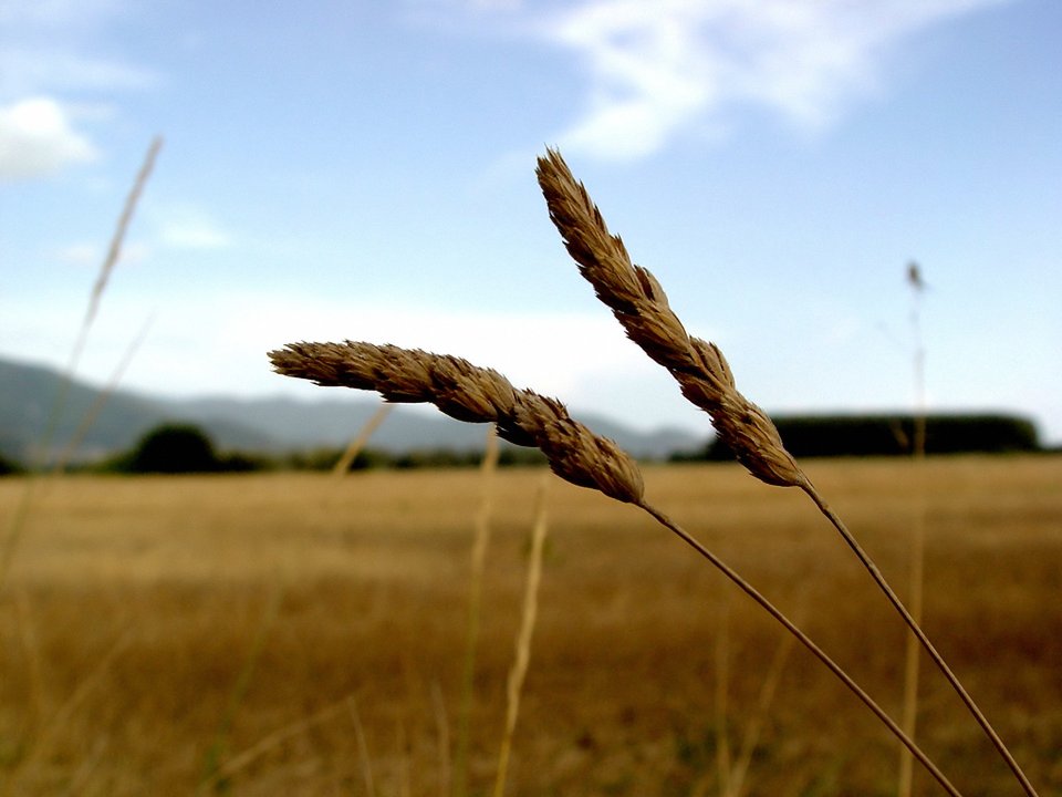 Vista_plant_wallpaper_vplants12_001