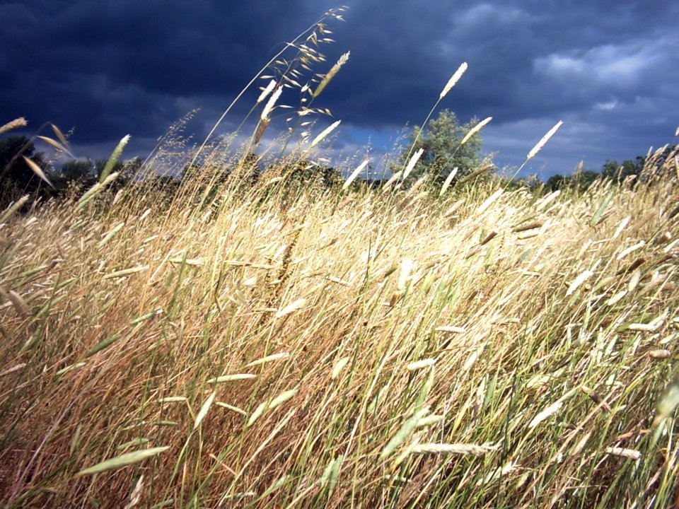 Vista_plant_wallpaper_vplants12_002