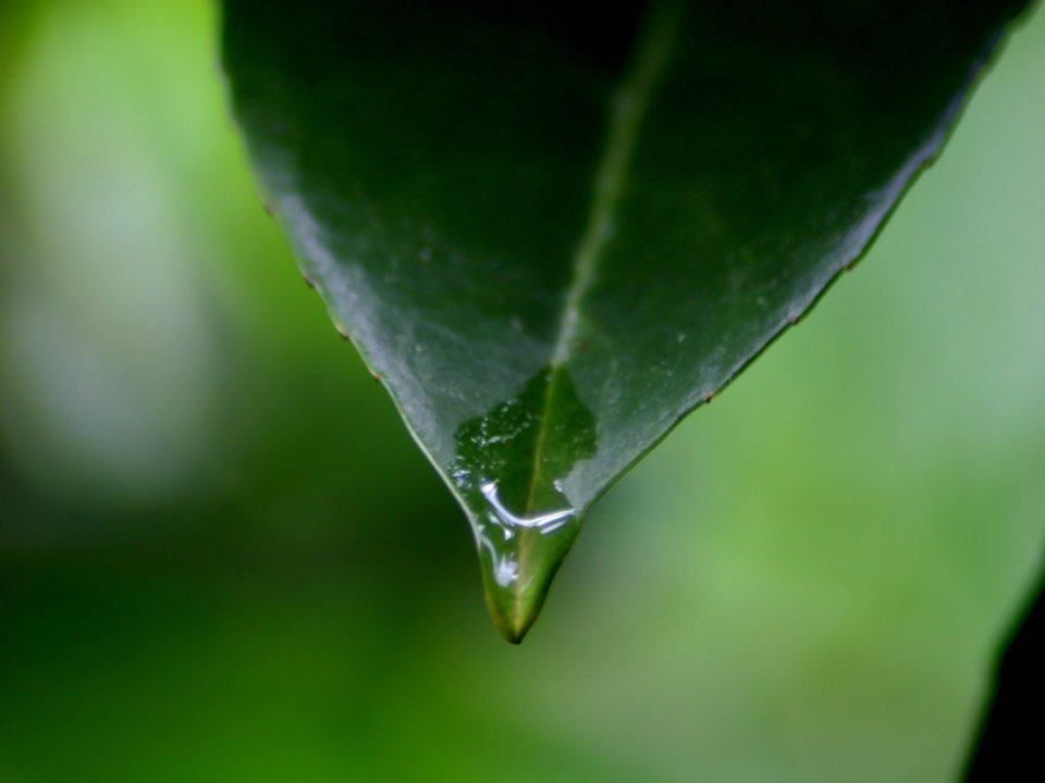 Vista_plant_wallpaper_vplants12_003