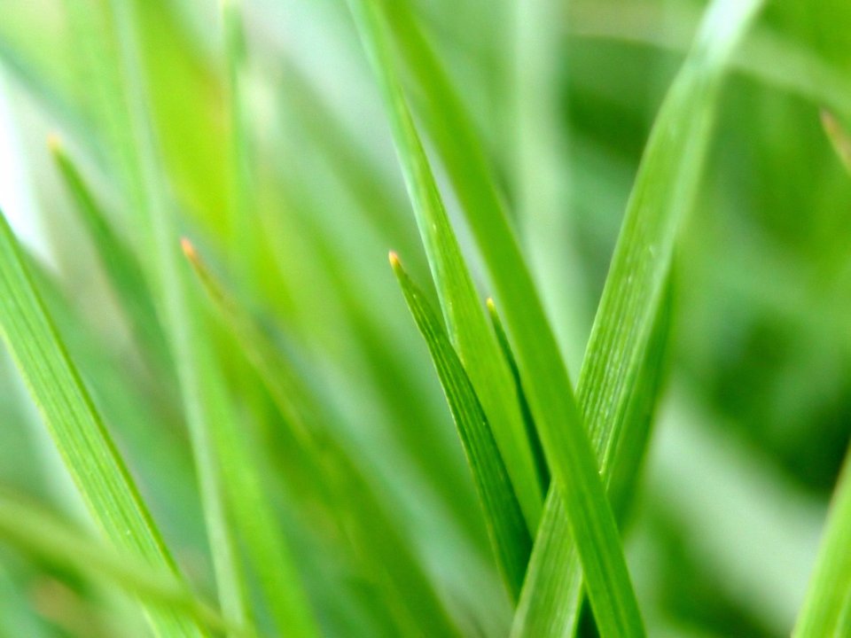 Vista_plant_wallpaper_vplants12_004