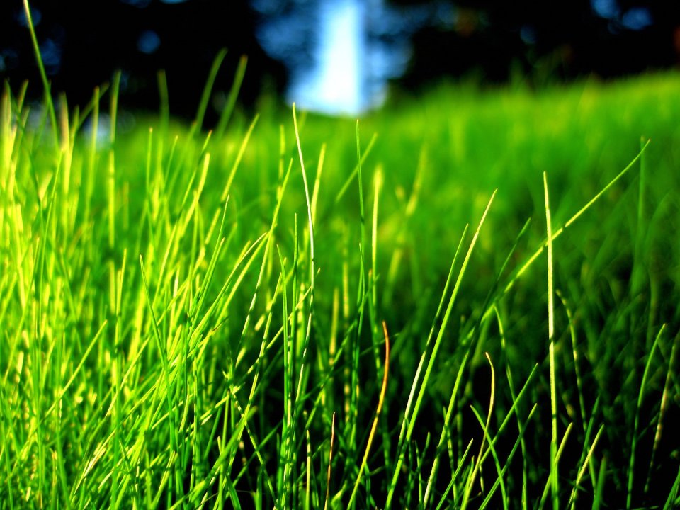 Vista_plant_wallpaper_vplants12_006