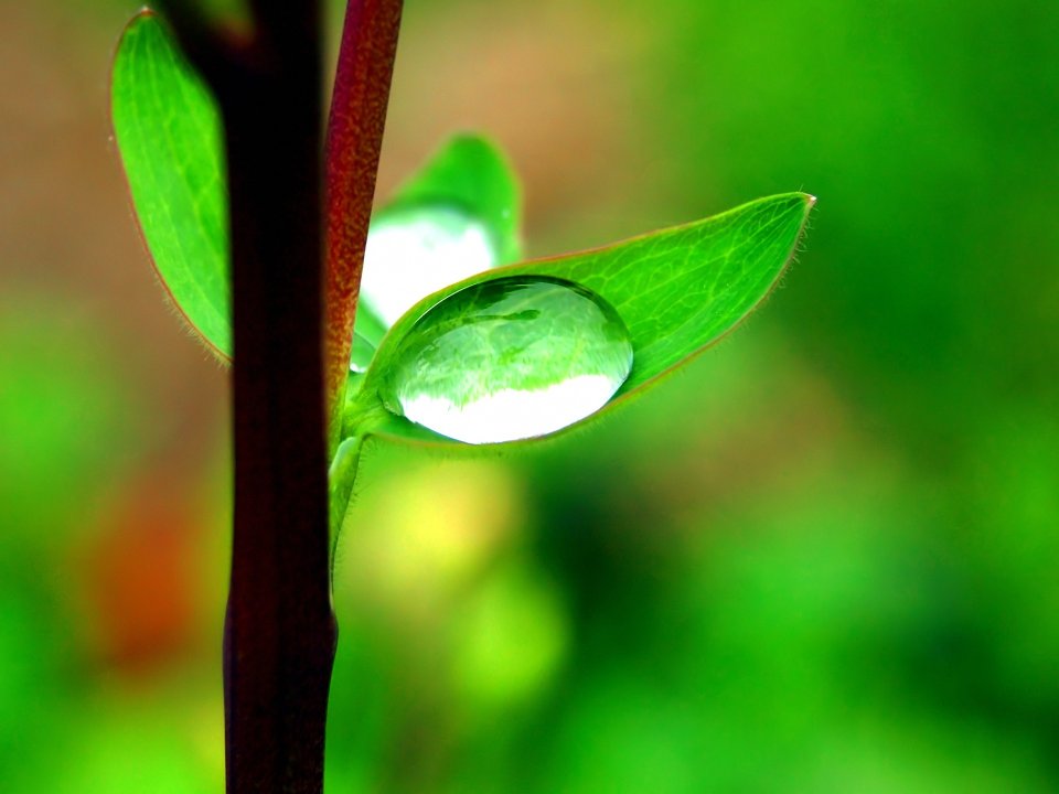 Vista_plant_wallpaper_vplants12_007