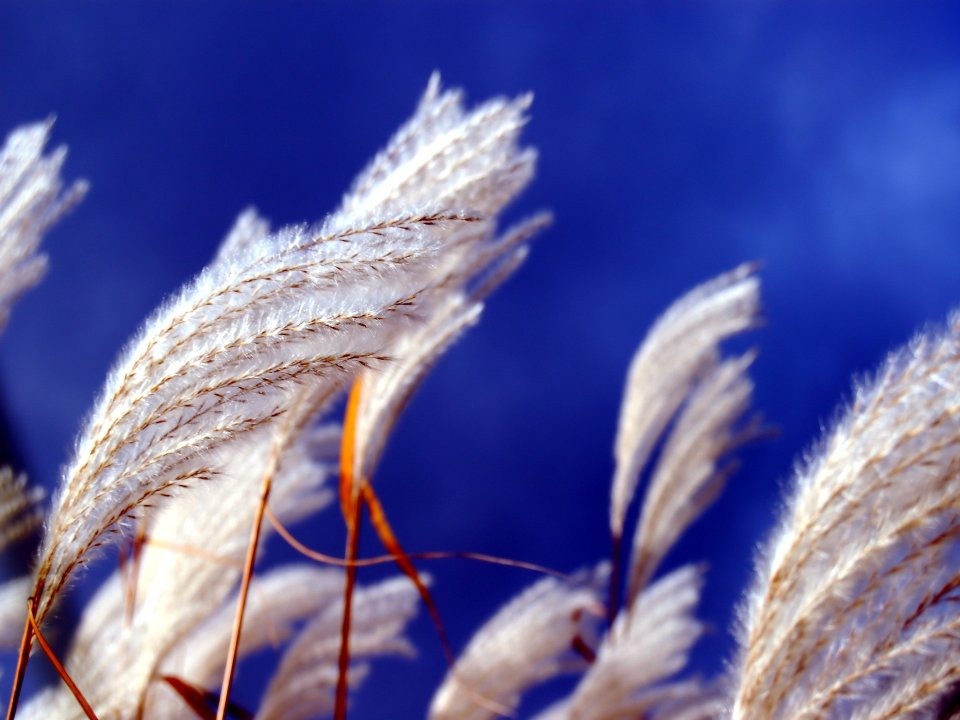 Vista_plant_wallpaper_vplants12_008