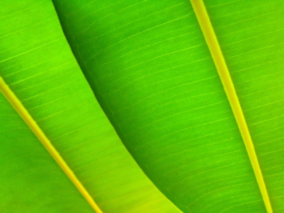 Vista_plant_wallpaper_vplants12_009