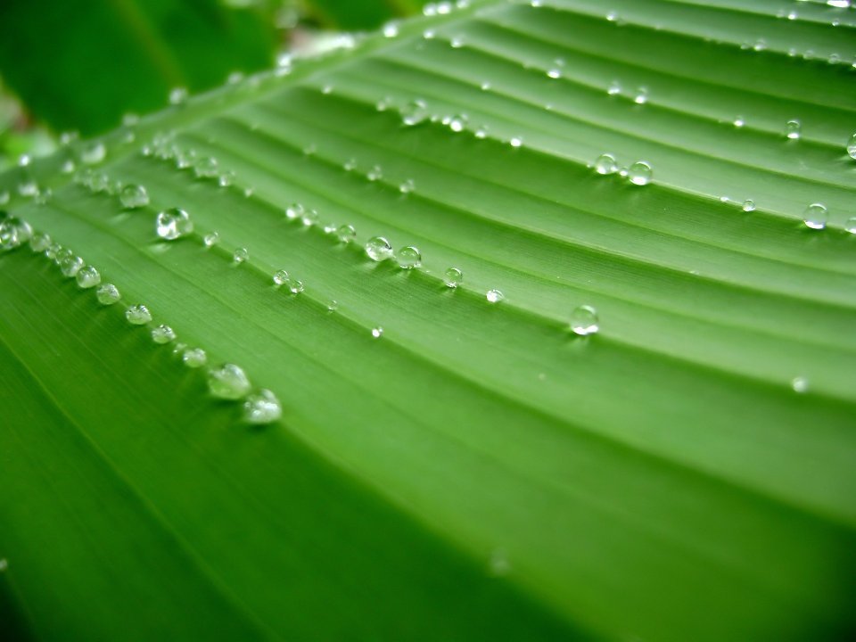 Vista_plant_wallpaper_vplants12_010