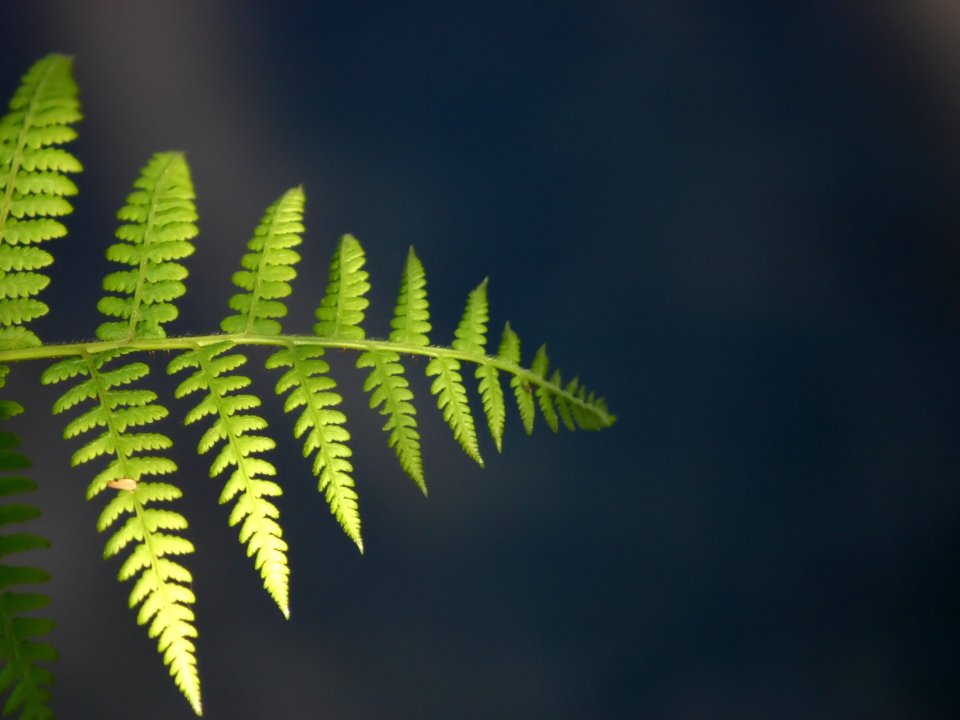 Vista_plant_wallpaper_vplants12_011