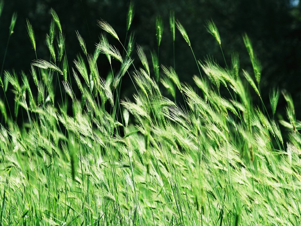 Vista_plant_wallpaper_vplants12_012