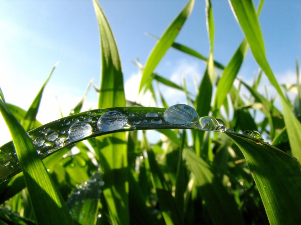 Vista_plant_wallpaper_vplants12_014