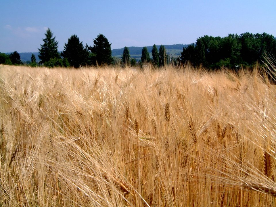 Vista_plant_wallpaper_vplants12_016