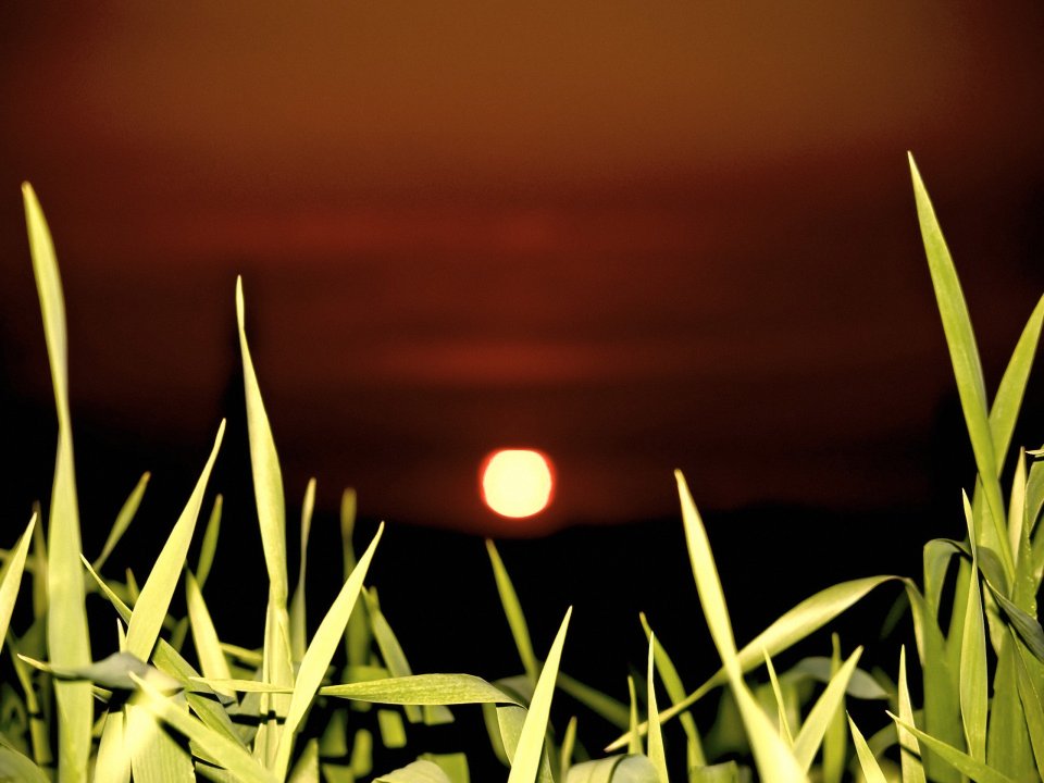 Vista_plant_wallpaper_vplants12_018