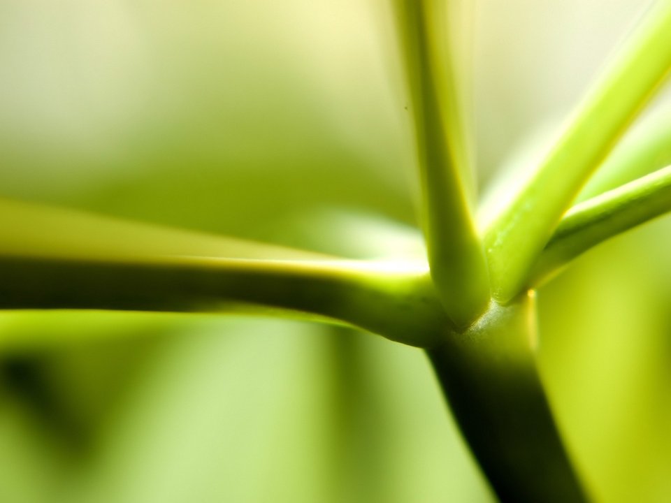 Vista_plant_wallpaper_vplants12_021