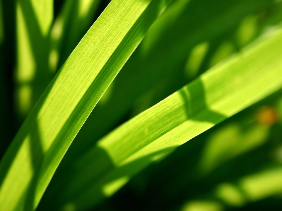 Vista_plant_wallpaper_vplants12_022