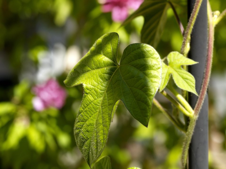 Vista_plant_wallpaper_vplants12_024