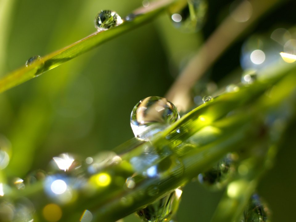 Vista_plant_wallpaper_vplants12_025