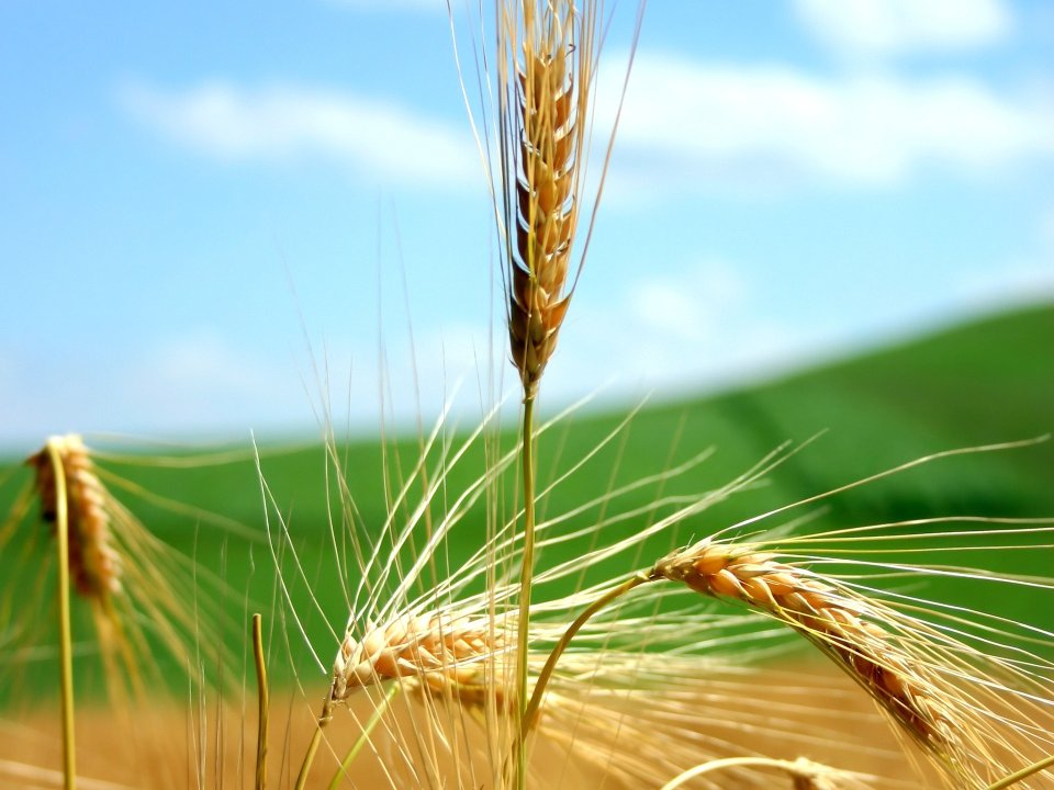 Vista_plant_wallpaper_vplants12_026