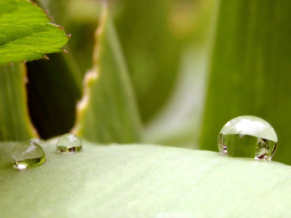 Vista_plant_wallpaper_vplants12_027