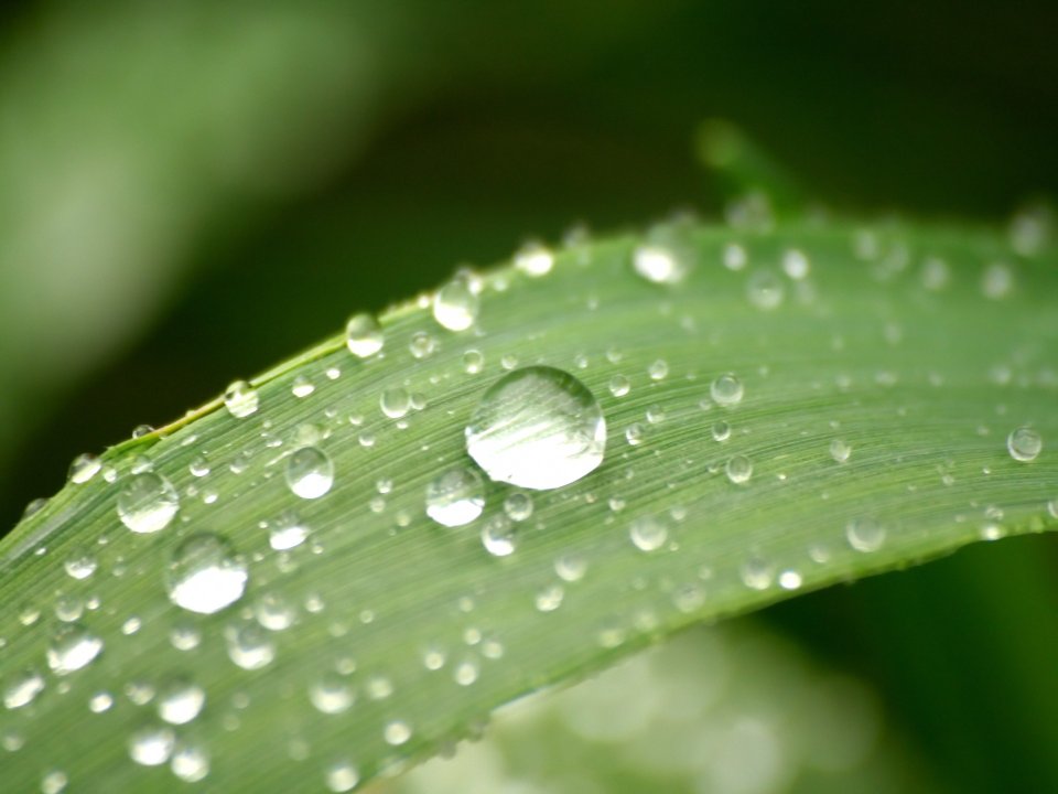 Vista_plant_wallpaper_vplants12_030