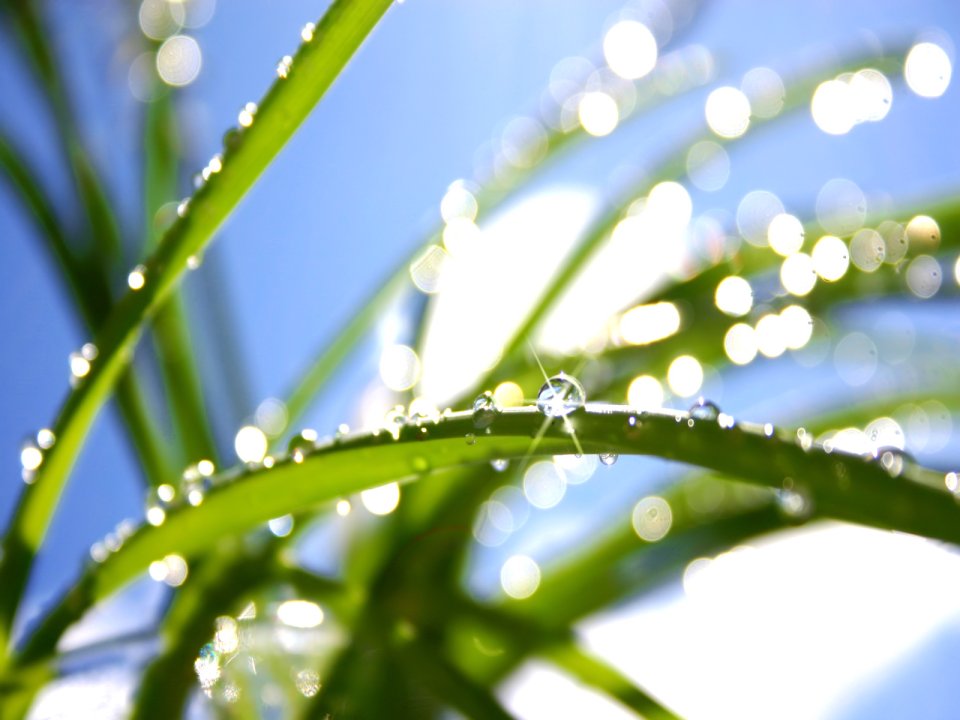 Vista_plant_wallpaper_vplants6_001