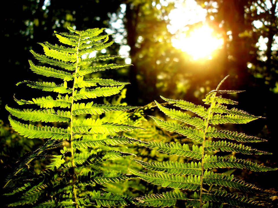 Vista_plant_wallpaper_vplants6_003
