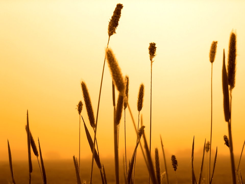 Vista_plant_wallpaper_vplants6_004