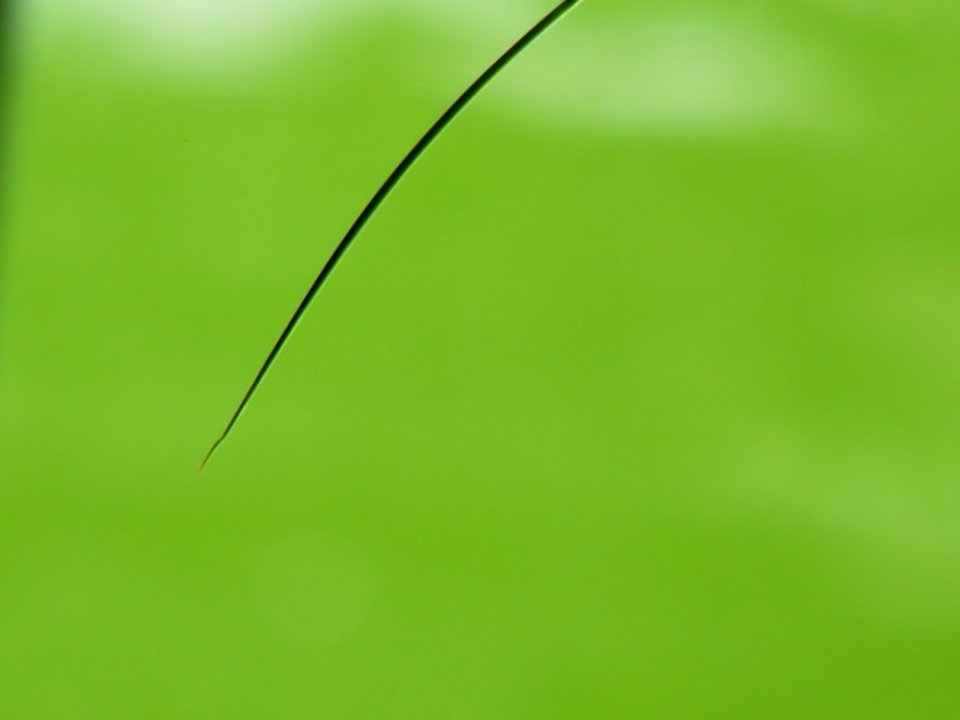 Vista_plant_wallpaper_vplants6_005