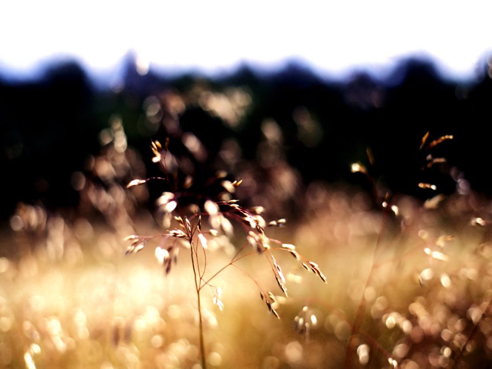 Vista_plant_wallpaper_vplants6_008