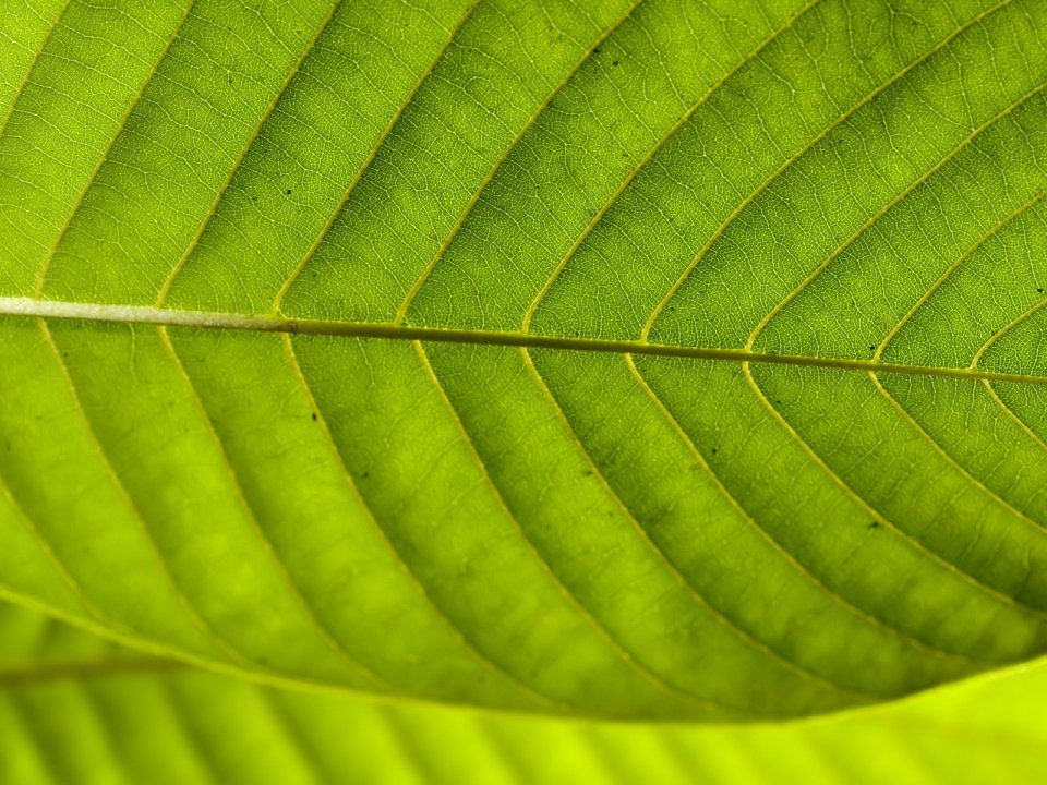 Vista_plant_wallpaper_vplants6_009